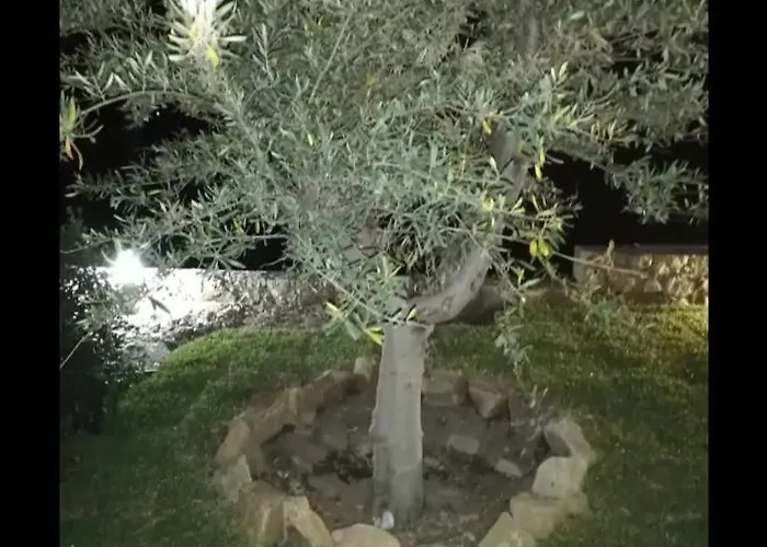 Mida 卡拉塔比亚诺